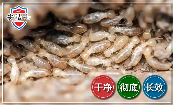 台州白蚁防治