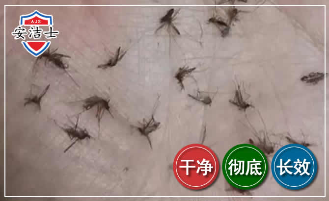 台州蚊子防治-灭蚊