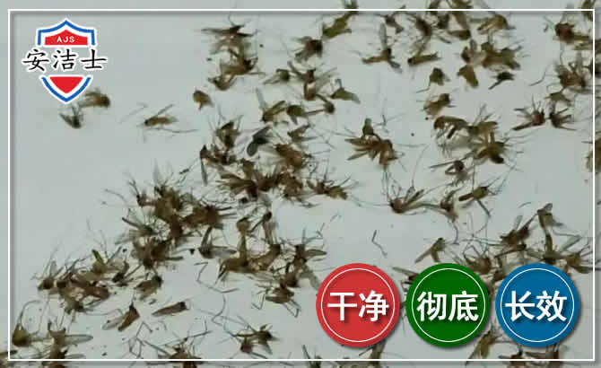台州苍蝇防治-灭蝇