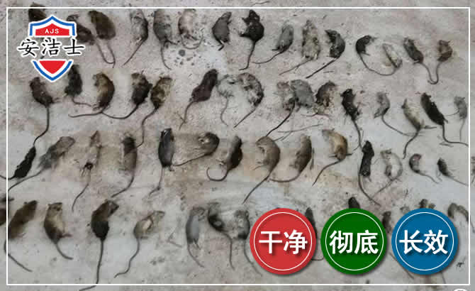 台州鼠害防治-灭鼠