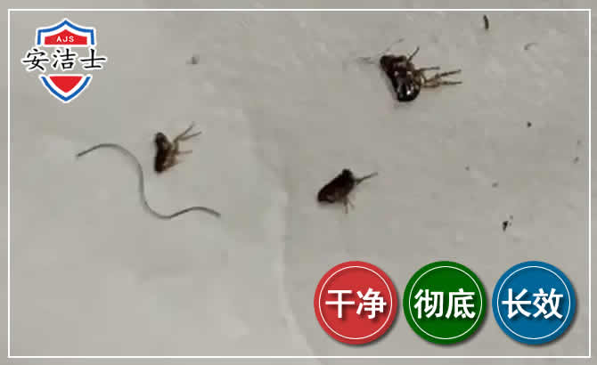 台州跳蚤防治-灭跳蚤